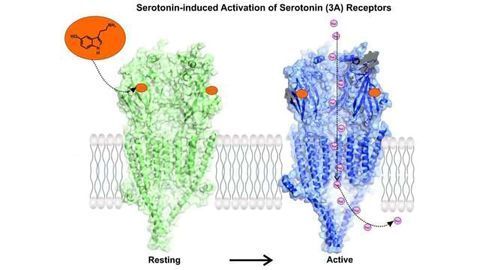 Microscopy Reveals Serotonin Receptor in Action