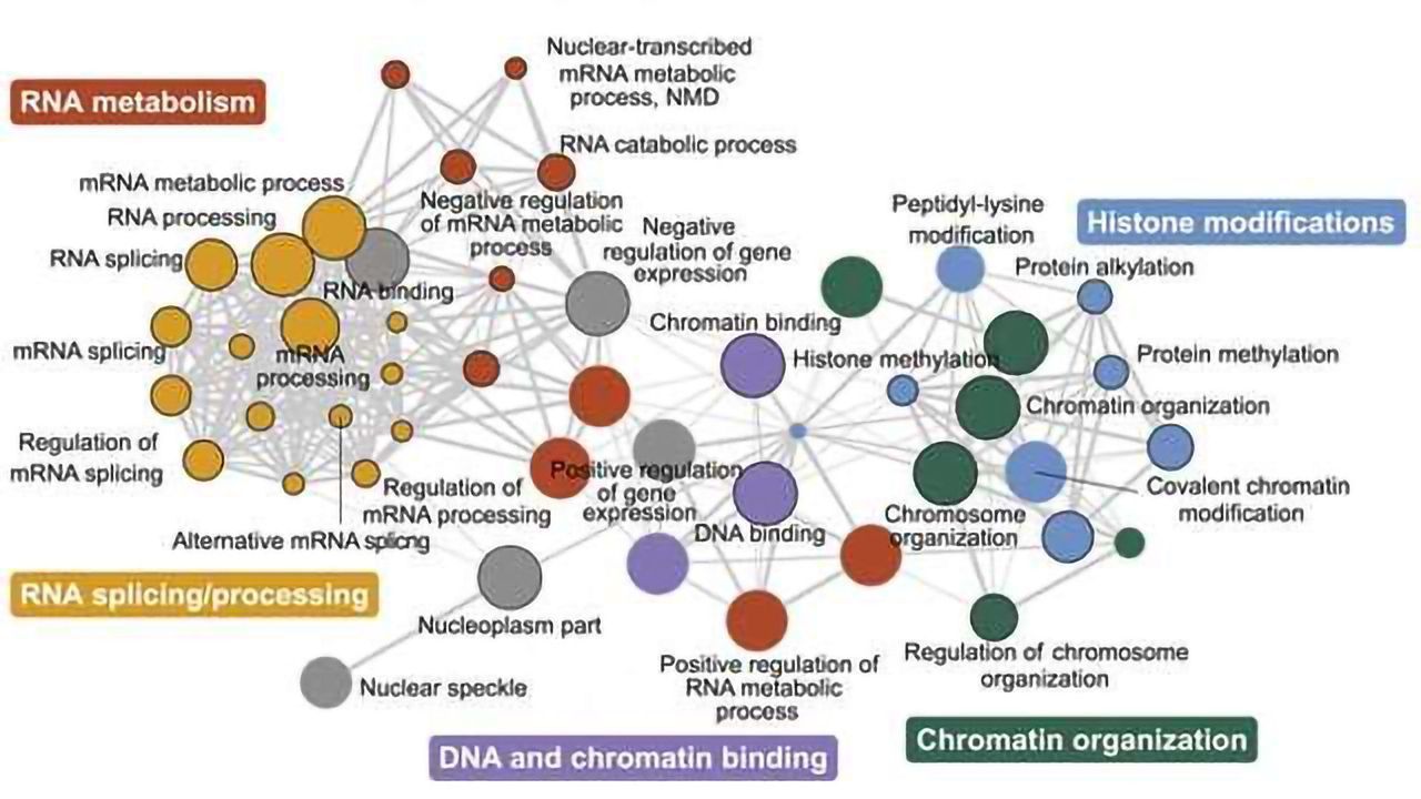 Genetic Network Linked to Autism