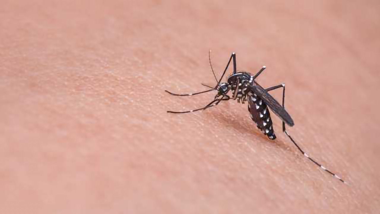 Could rising CO2 Trigger Return of Eradicated Mosquito-Related Disease?