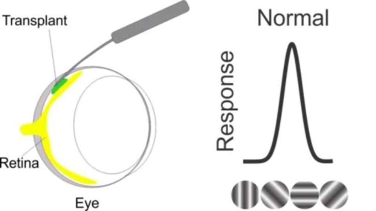 UCI Researchers Uncover Evidence of Restored Vision in Rats Following Cell Transplant