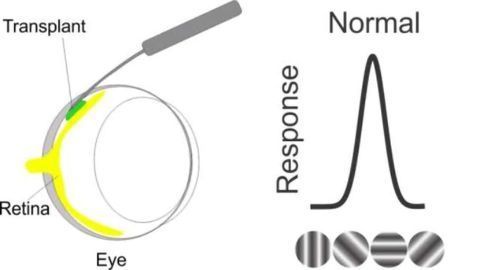 UCI Researchers Uncover Evidence of Restored Vision in Rats Following Cell Transplant