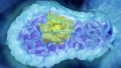 Mutant Protein Tackles DNA Guardian Driving Cancer Development