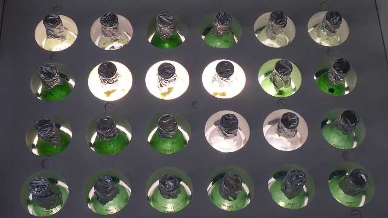 Get the Most out of your Algal Strain with Algenuity