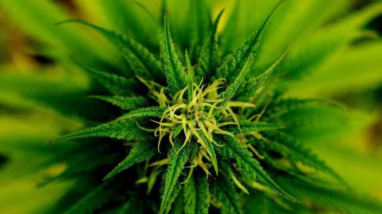 Compound Derived from Marijuana May Benefit Children with Epilepsy
