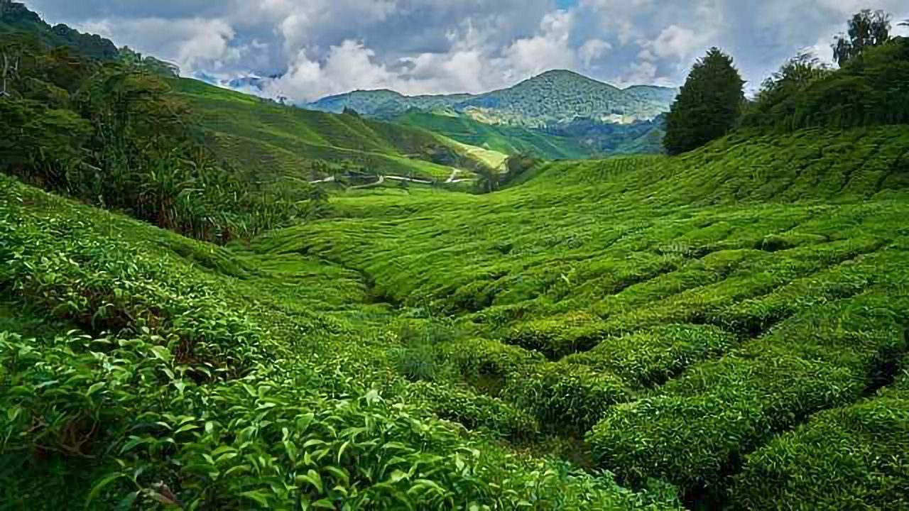 Naturally Caffeine-Free Tea Plant Found