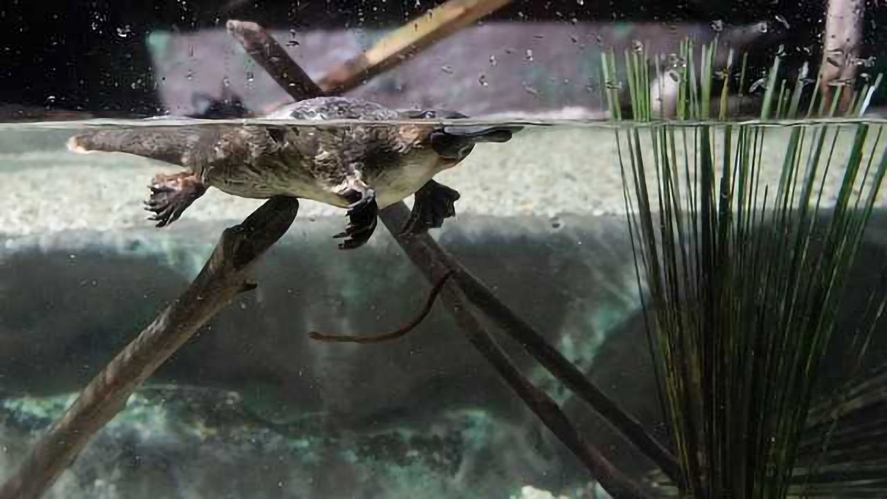 Flushed Pharmaceuticals are Drugging Our Streams