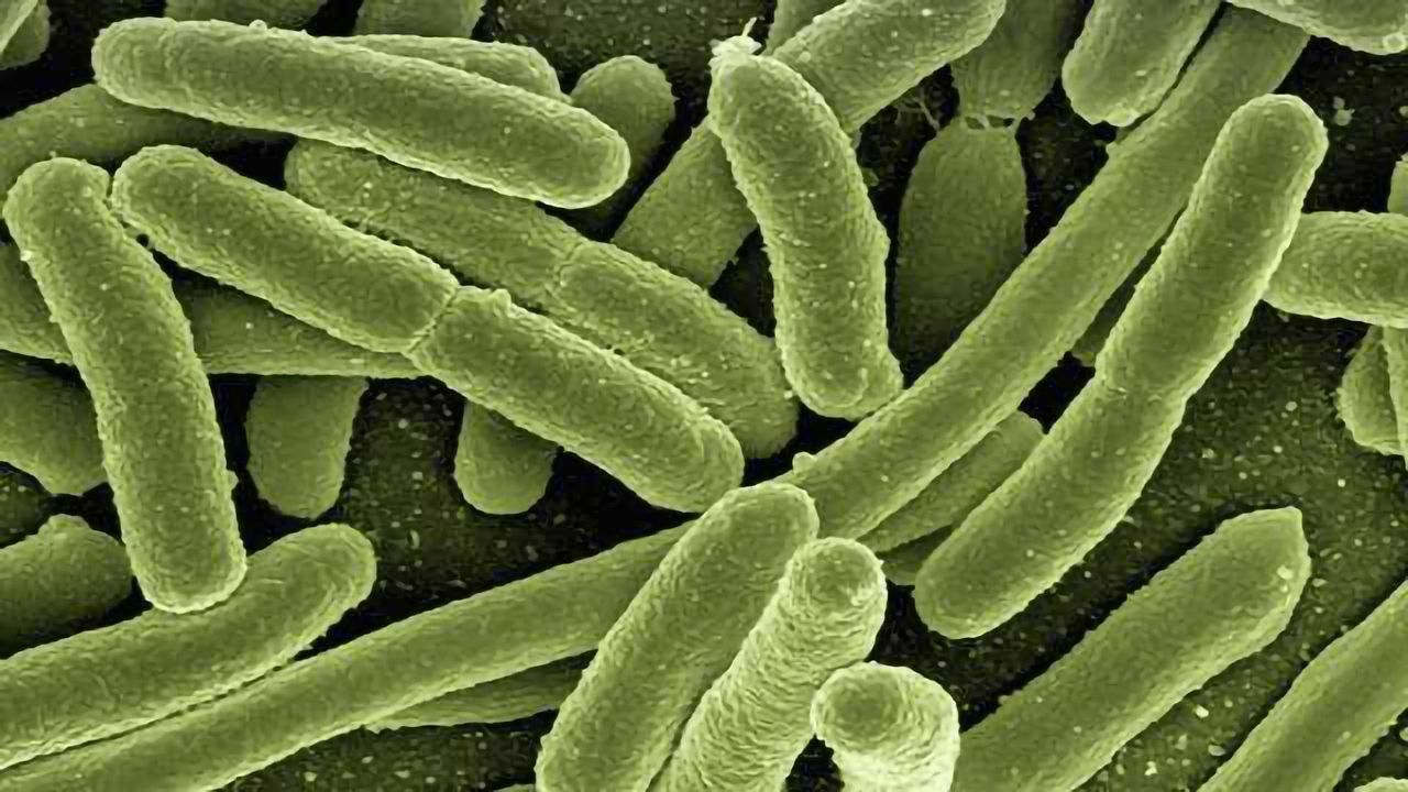 Microscrope Enables Tracking of Protein Morphology in Fresh Samples