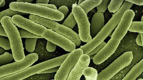 Microscrope Enables Tracking of Protein Morphology in Fresh Samples