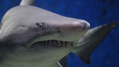 What do Metastatic Cancer Cells and Sharks Have in Common?