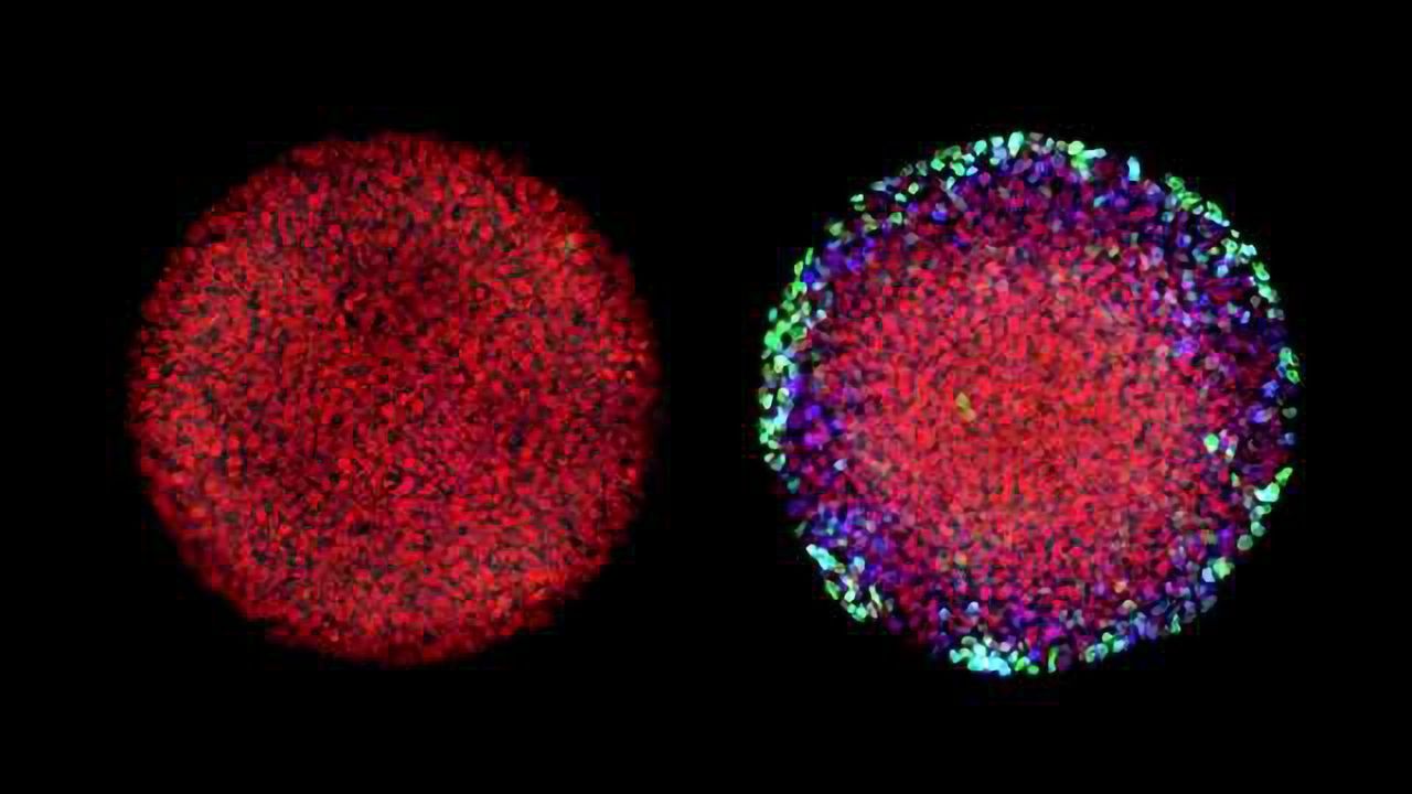 Embryonic 'Signaling Memory' Permanently Alters Differentiation Pathway