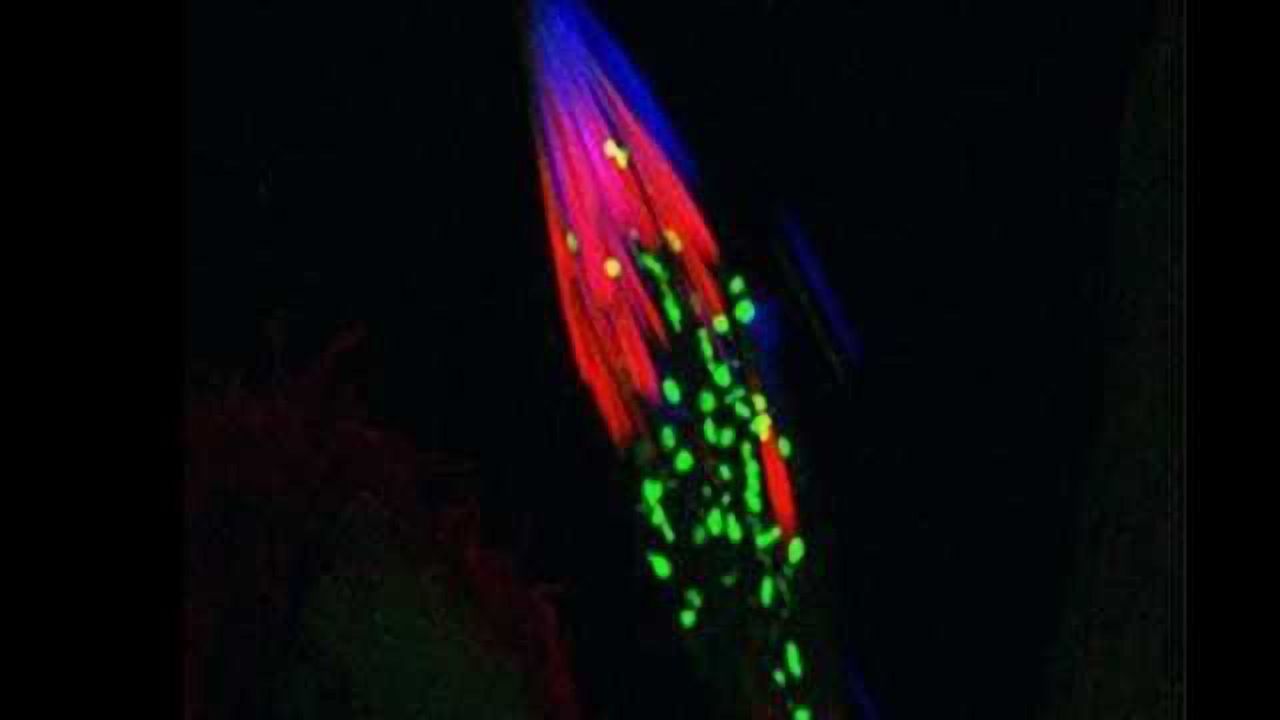 Spectacular Cell Images