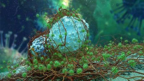 Gold Nanoparticles Act as Tumor-seeking Missiles