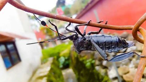 City Pollution is Damaging Our Ecosystems