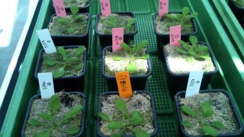 Exploiting Epigenetic Variation for Plant Breeding