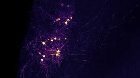 Neurons that Fire Together, Wire Together? Not Always