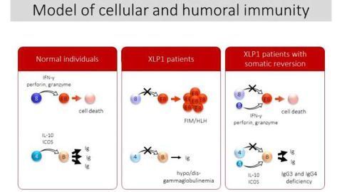 Small Populations of Normal Cells Affect Immunity in Patients with XLP1
