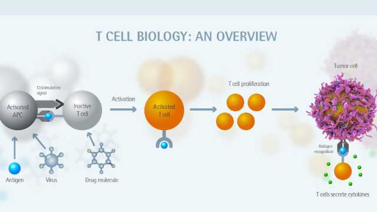 Enhancing Immune Cell Characterization