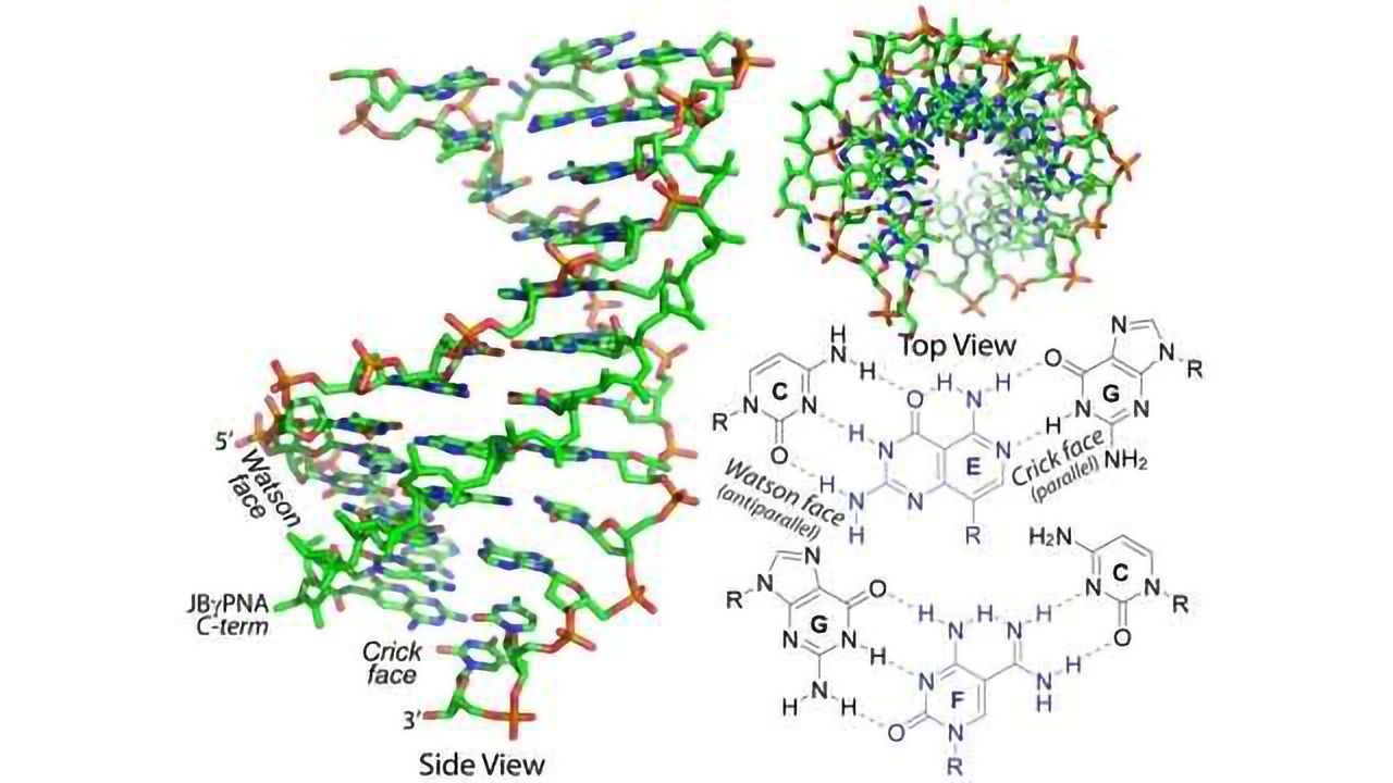 Synthetic Molecule Invades Double-stranded DNA