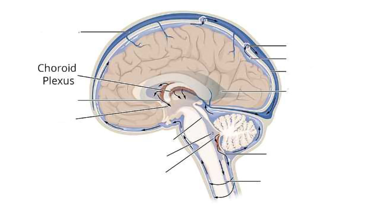 Anti-Aging Protein Protects the Brain from the Immune System