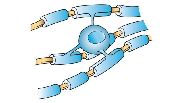 The Role of Oligodendrocytes in MS content piece image 