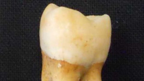 He or She? Remains Tell the Whole Tooth
