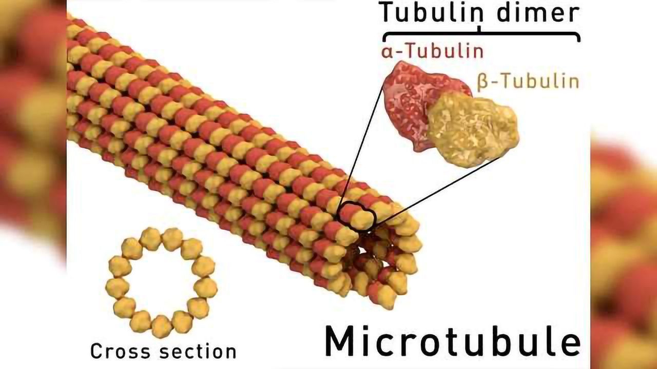 Visualizing “Unfurling” Microtubule Growth