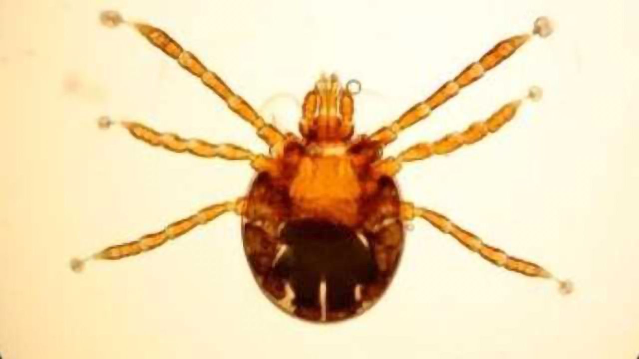 How Parasites Dice with Death