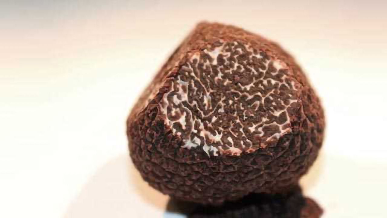Symbiosis a Driver of Truffle Diversity