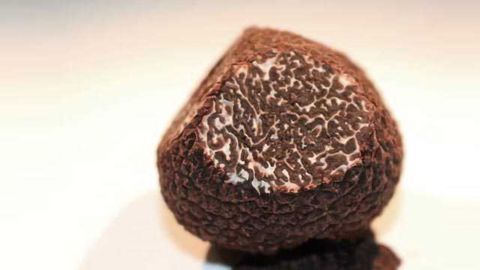 Symbiosis a Driver of Truffle Diversity