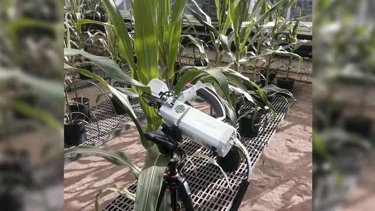 Breeding Corn for Water-use Efficiency May Have Just Gotten Easier