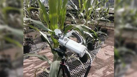 Breeding Corn for Water-use Efficiency May Have Just Gotten Easier