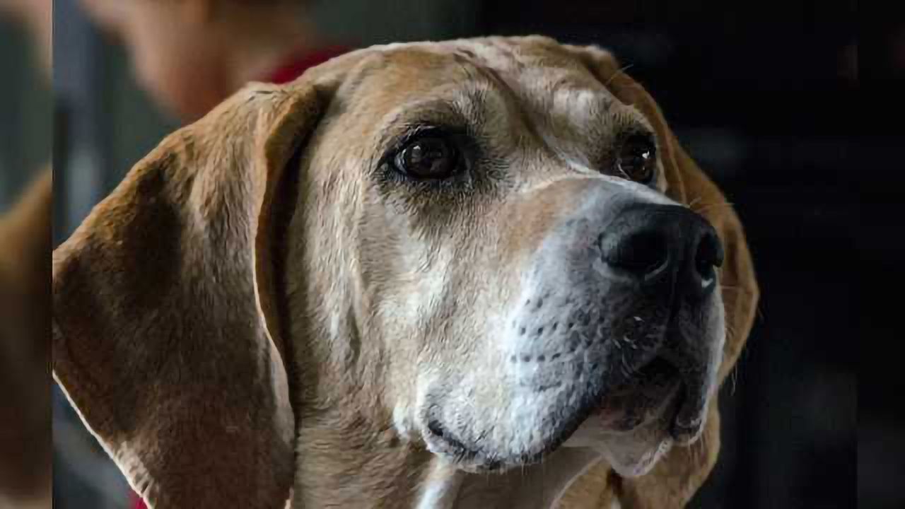 Treatment for Canine Leishmaniasis Exists in Brazilian Vaccine