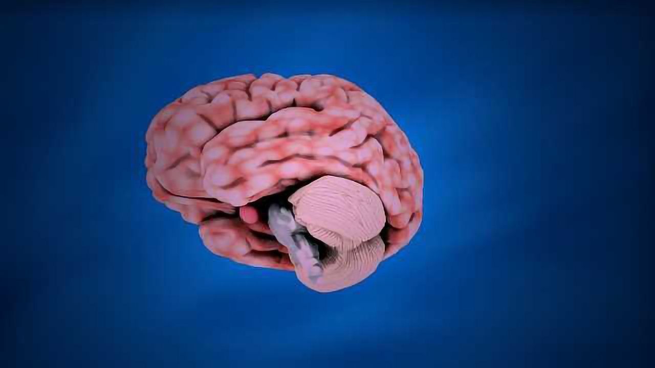 The Cerebellum Makes Moves and Memories