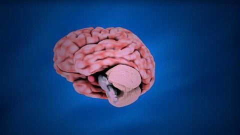 The Cerebellum Makes Moves and Memories