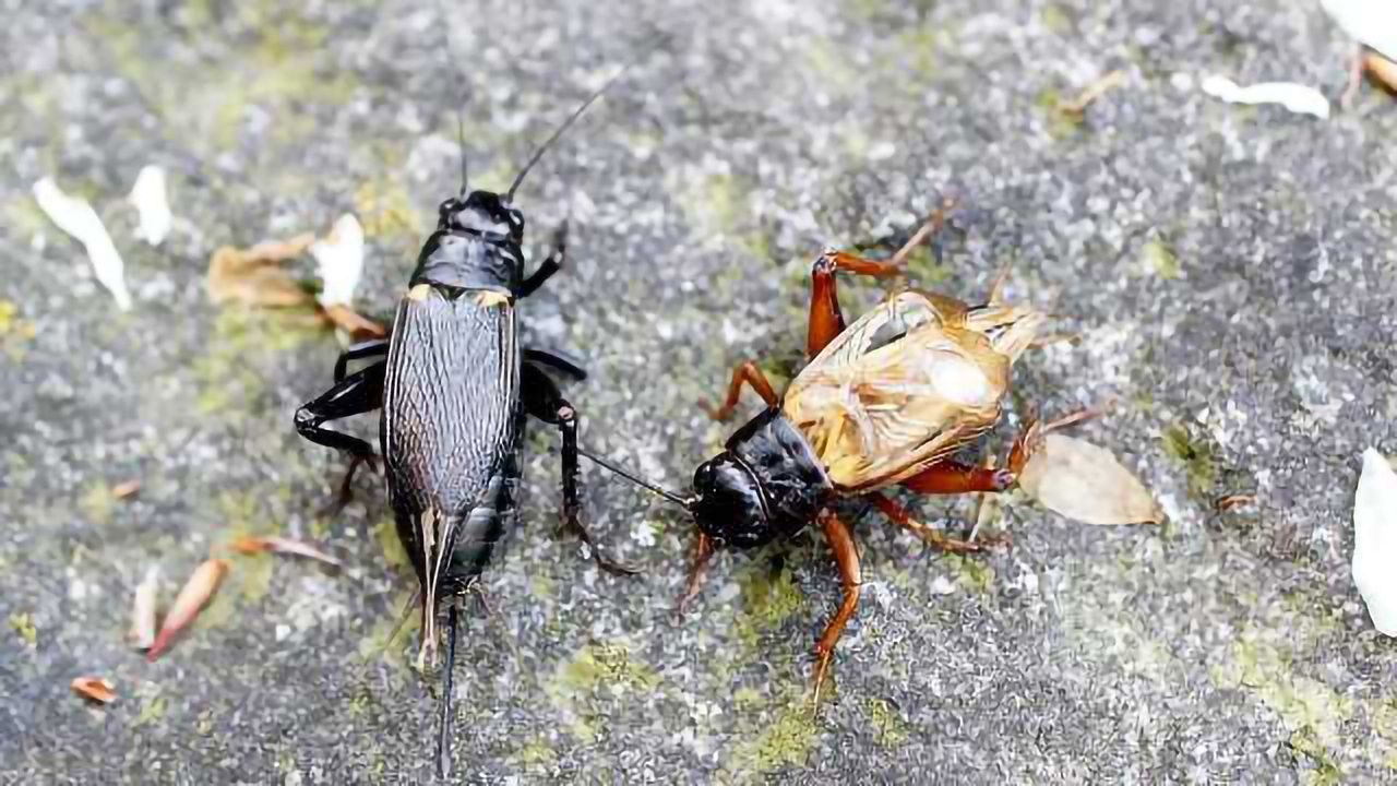 Prozac Makes Crickets Calm