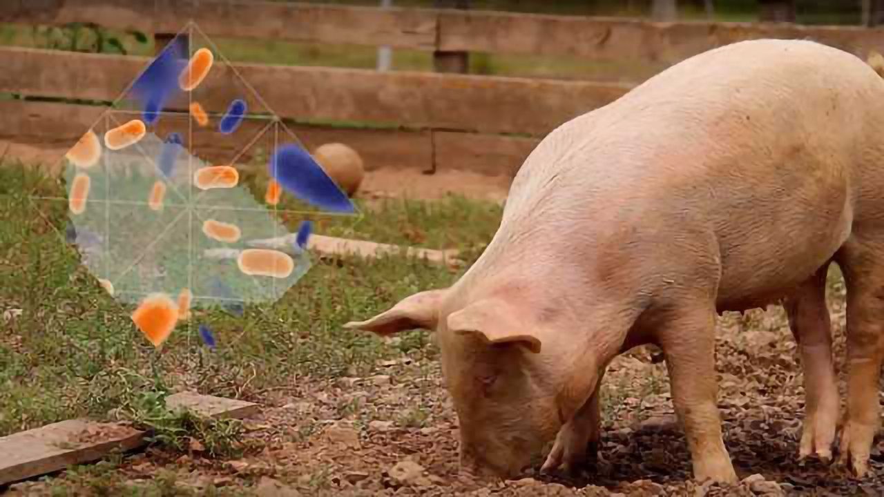 Antimicrobial Resistance and Food Safety