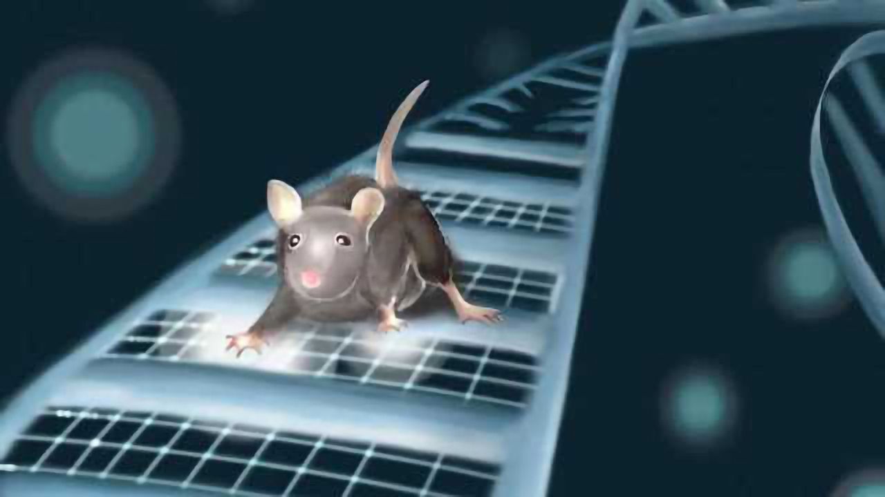 Autism Gene Makes Mouse Brains Less Flexible