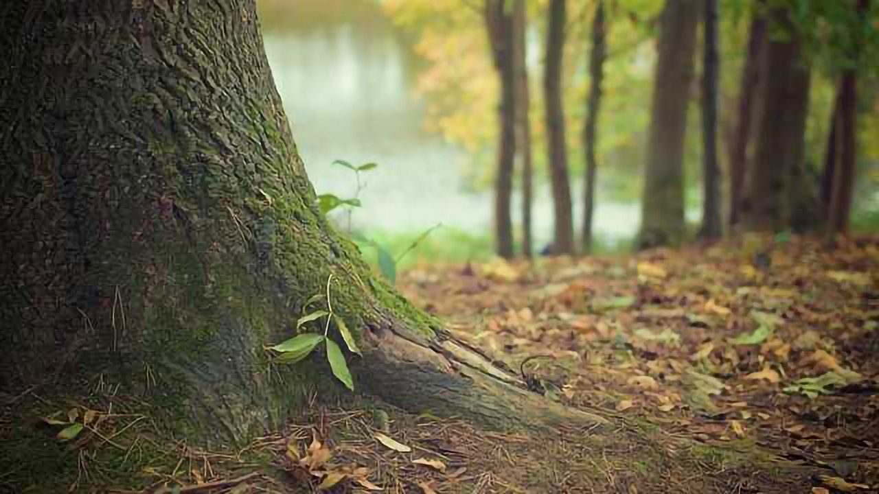 Rooting in the Genomes of Giants