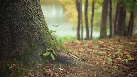 Rooting in the Genomes of Giants