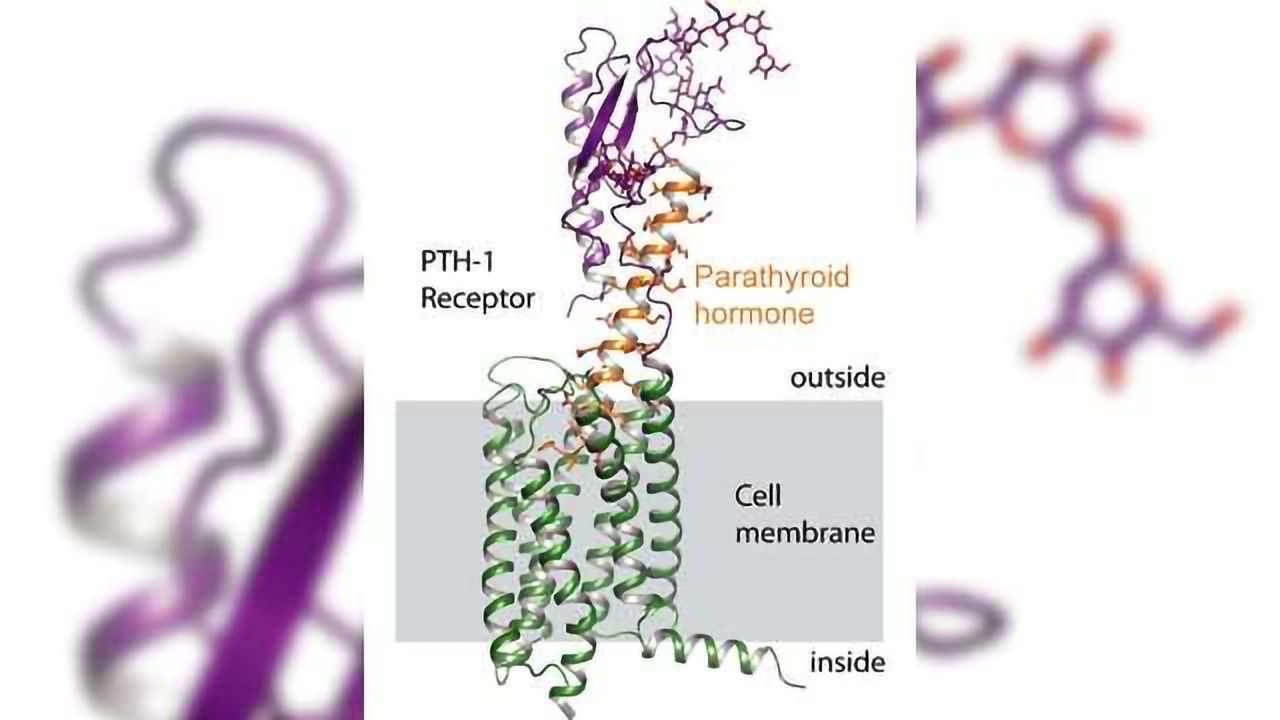 Receptor Blueprint Helps Design Osteoporosis Drugs