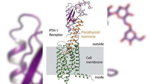 Receptor Blueprint Helps Design Osteoporosis Drugs