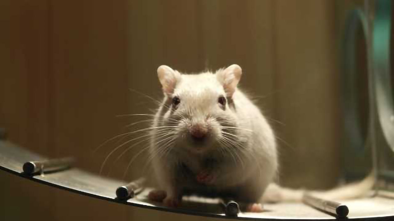 Protein Therapy Boosts Spinal Cord Regeneration in Mice