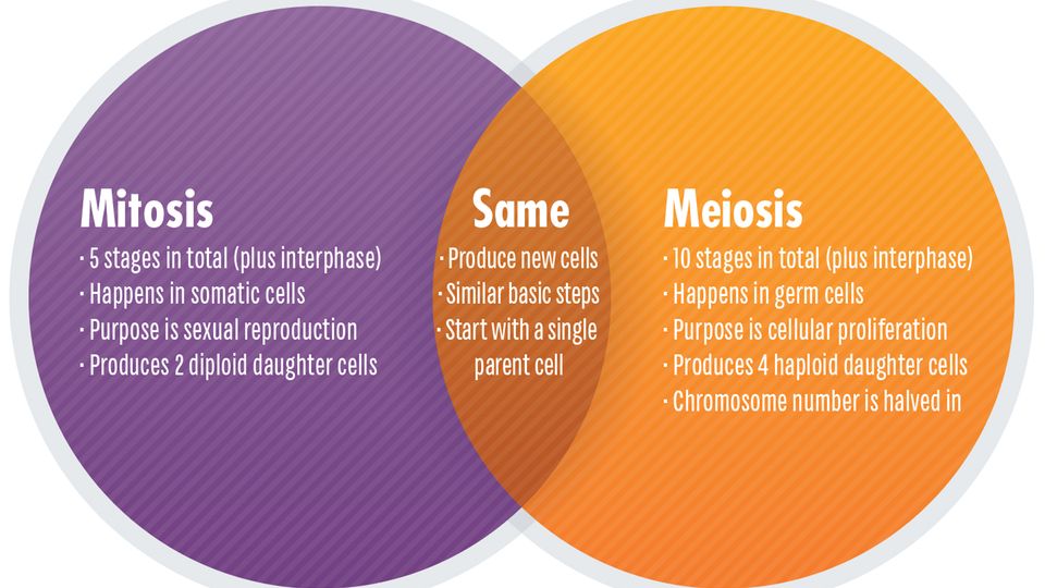 A Venn diagram with a small overlap in the middle, illustrating how mitosis and meiosis are similar and different.