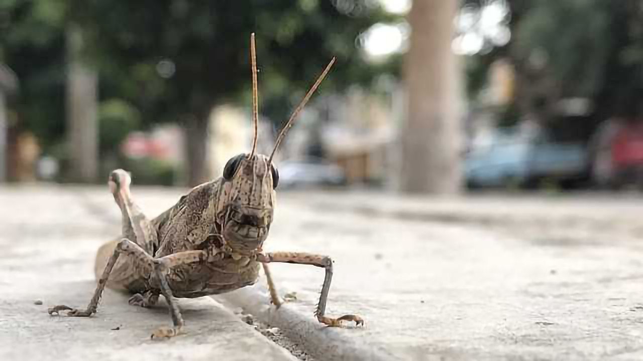 Insects – THE New Animal Feed in the EU