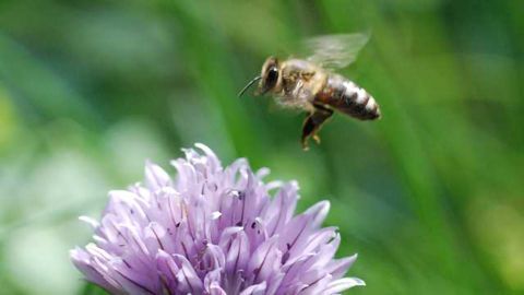 Drone to Drone: Can Bees Help Make Better Flying Robots?