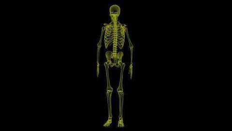 Bioengineered Spinal Discs Successfully Implanted into Goats