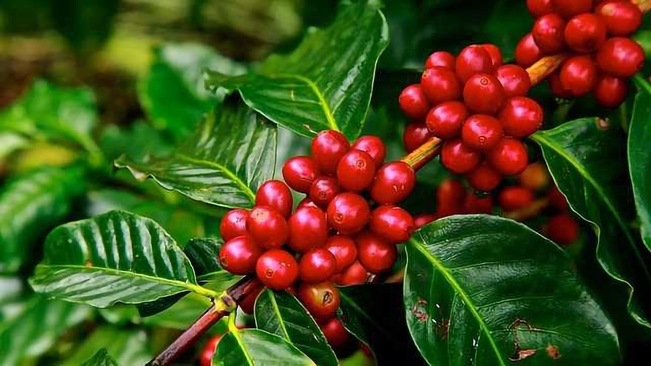 Coffee, Chocolate and Christmas Trees at Risk