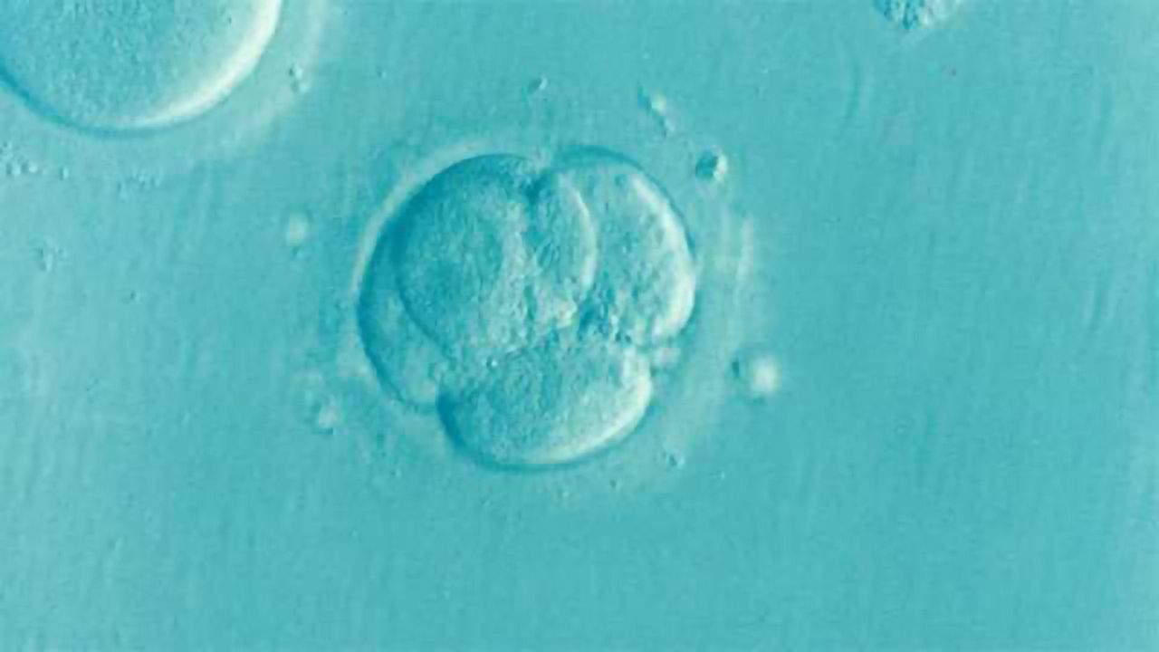 Huge Ethical Debate Brewing After Error Led to Embryo-and-egg-loss