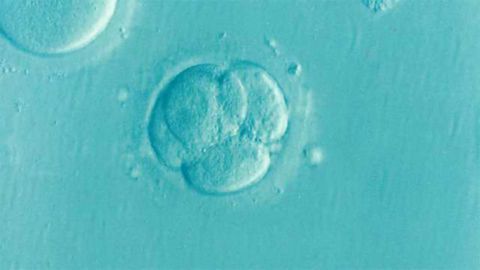Huge Ethical Debate Brewing After Error Led to Embryo-and-egg-loss