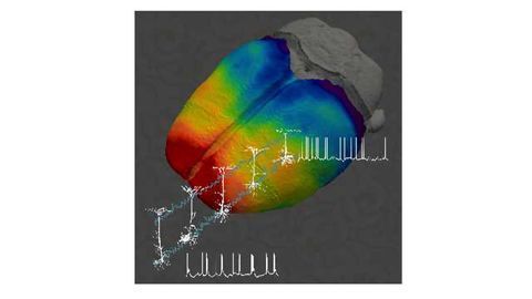 A Neuron's Location Changes How It Processes Information